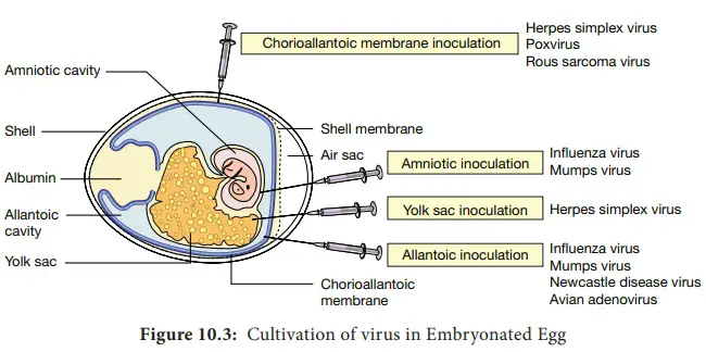 Virus Cultivation - Definition, Methods, Importance - Biology Notes Online