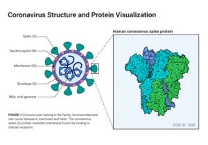 Coronavirus – Definition, Structure, Genome, Replication