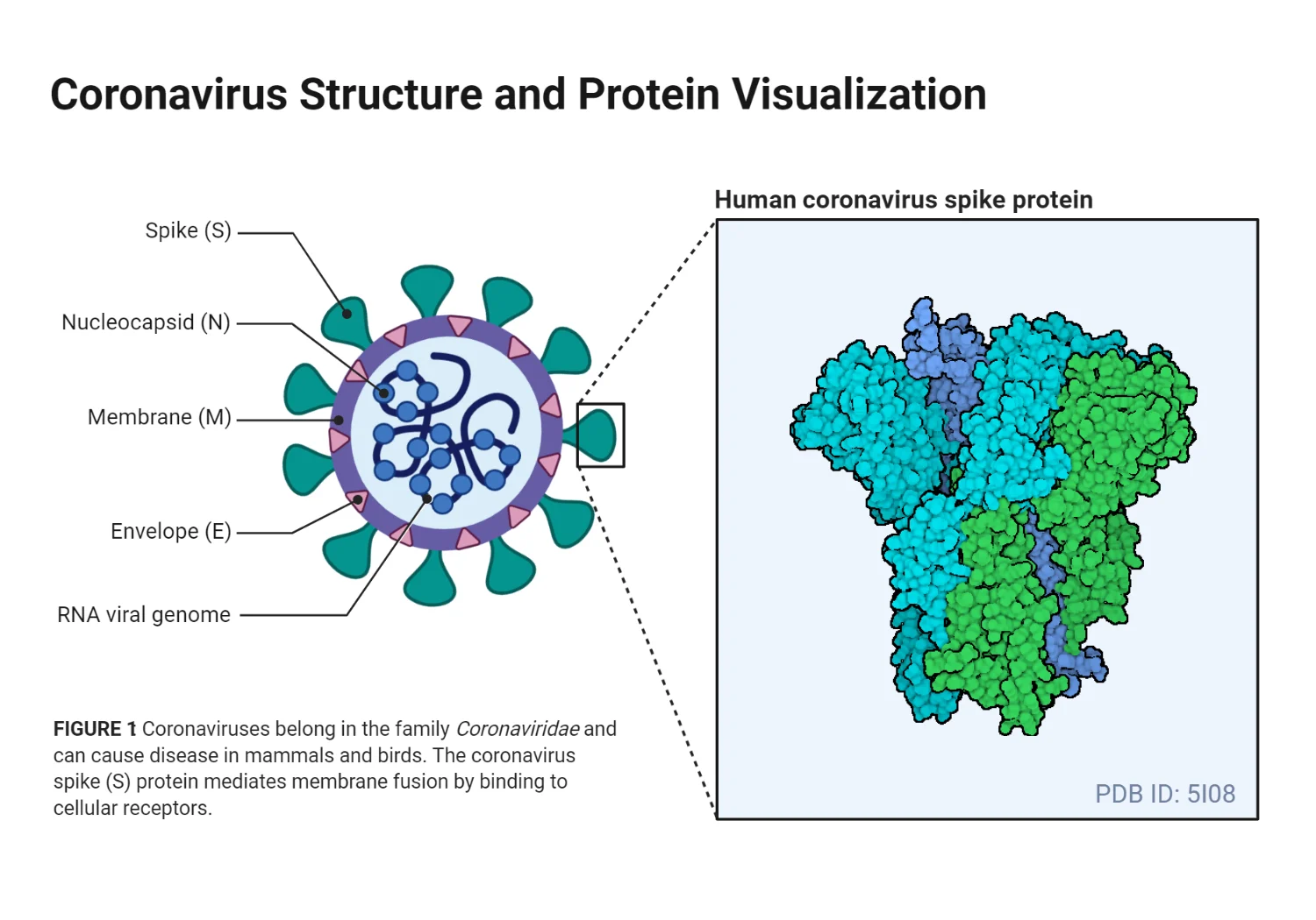 Coronavirus - Definition, Structure, Genome, Replication