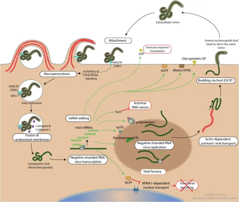 Ebola Virus - Structure, Genome, Replication, Pathogenesis