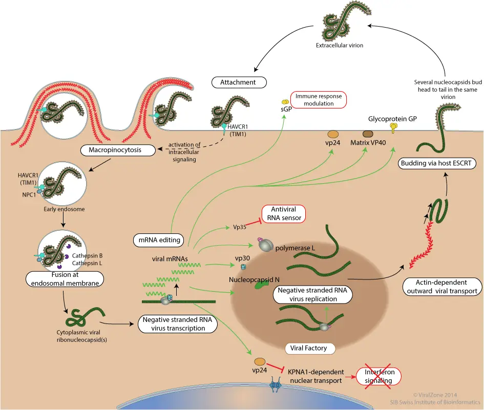 Ebola Virus - Structure, Genome, Replication, Pathogenesis
