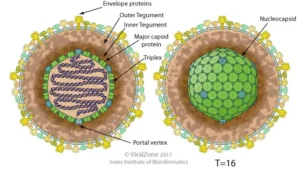 Human Cytomegalovirus  – Structure, Genome, Replication, Pathogenesis