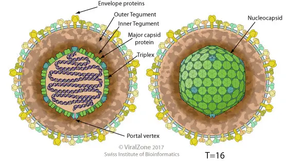 Human Cytomegalovirus - Structure, Genome, Replication, Pathogenesis