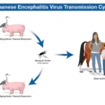 Japanese Encephalitis (JE) Virus