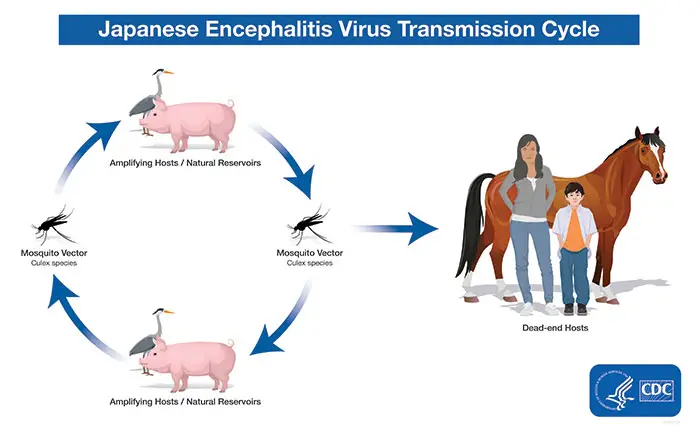 Japanese Encephalitis (JE) Virus