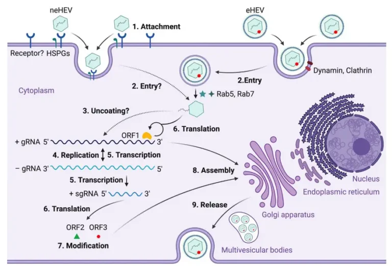 Hepatitis E Virus - Structure, Genome, Transmission, Replication, Diagnosis, Treatment