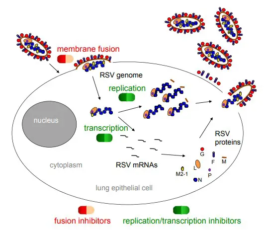 Respiratory Syncytial Virus (RSV) - Definition, Structure, Genome, Replication, Pathogenesis