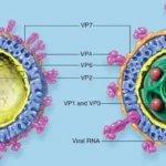 Rotavirus - Structure, Genome, Replication, Pathogenesis