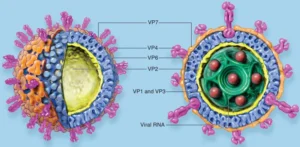 Rotavirus – Structure, Genome, Replication, Pathogenesis