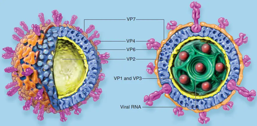 Rotavirus - Structure, Genome, Replication, Pathogenesis