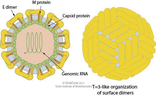 Zika Virus (ZIKV) - Definition, Structure, Genome, Replication, Transmission
