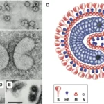 Torovirus - Structure, Genome, Replication, Pathogenesis