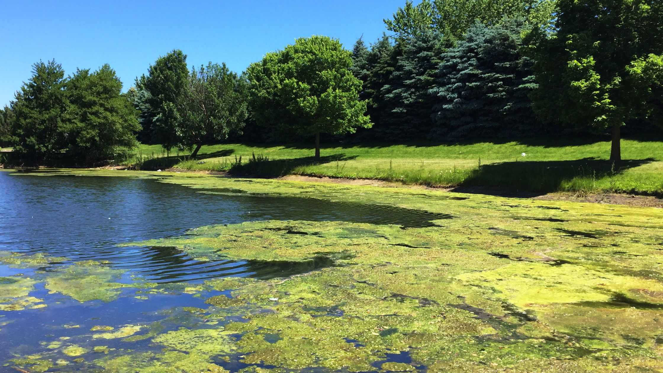 What is Toxigenic Algae And Algal Food Poisoning?