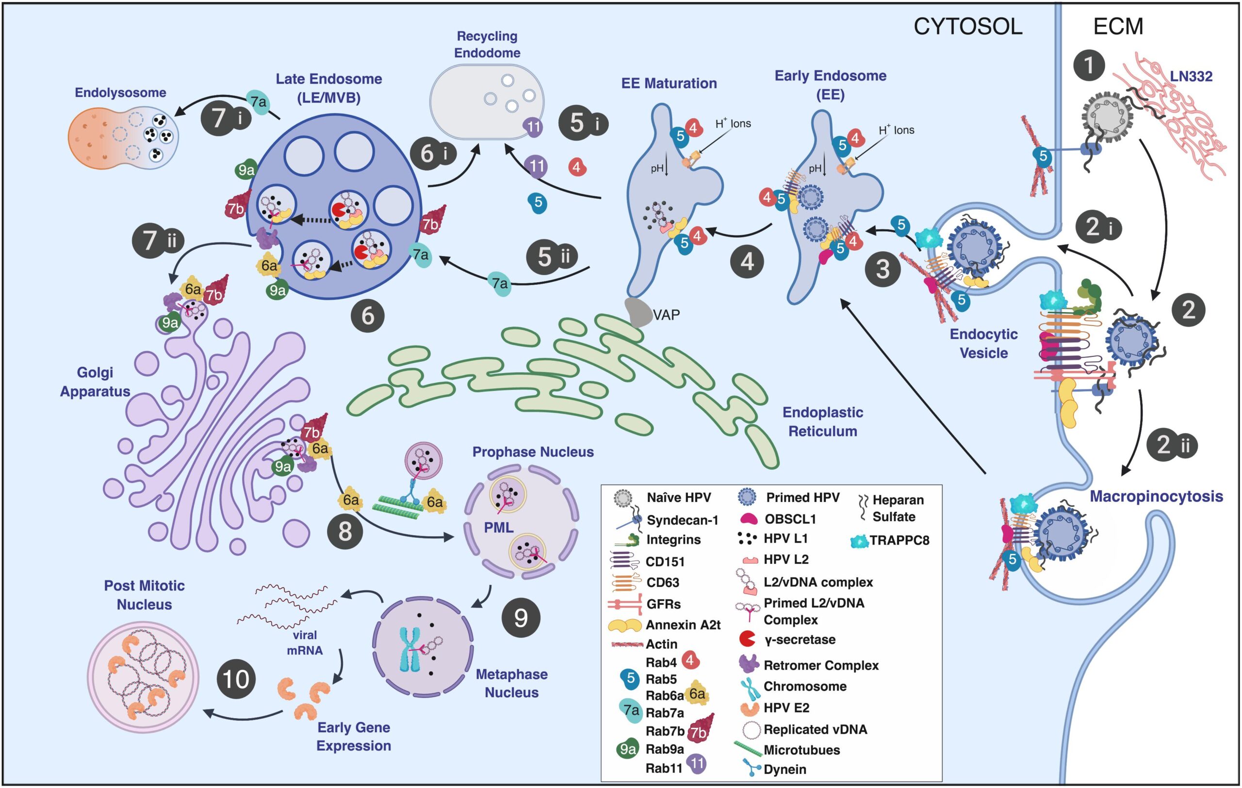 Human Papillomavirus (HPV) - Definition, Structure, Genome, Replication, Pathogenesis, Treatment