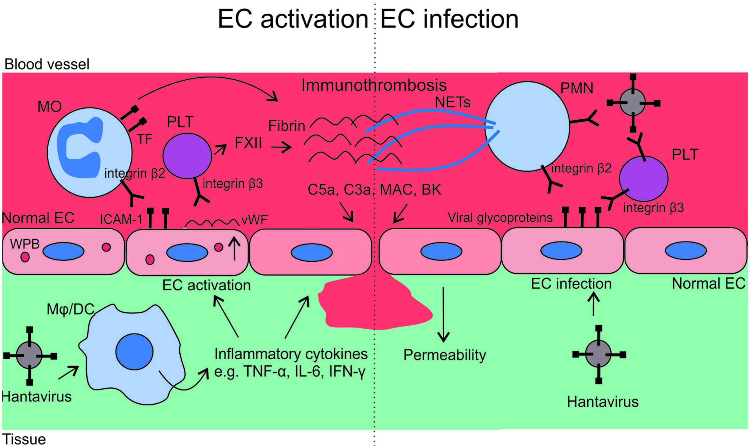 Hanta Virus - Definition, Structure, Genome, Replication