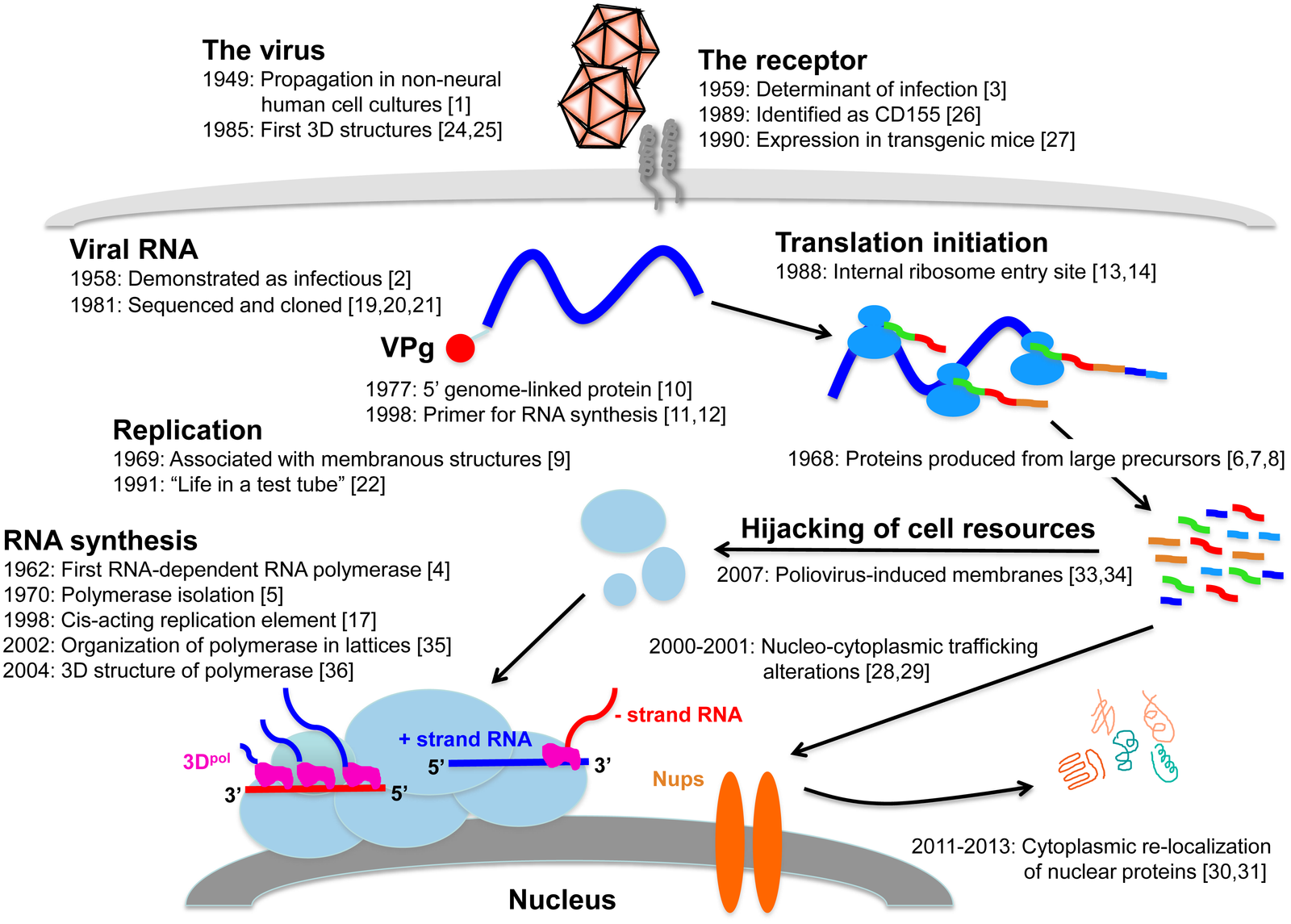 Polio Virus - Structure, Genome, Replicationm, Pathogenesis