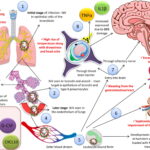 Nipah Virus (NiV) - Definition, Structure, Genome, Replication, Transmission