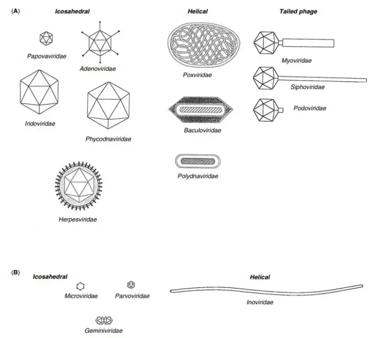Classification of Virus