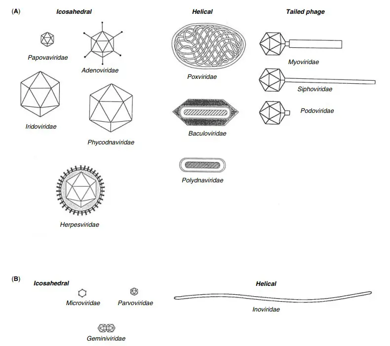 Classification of Virus