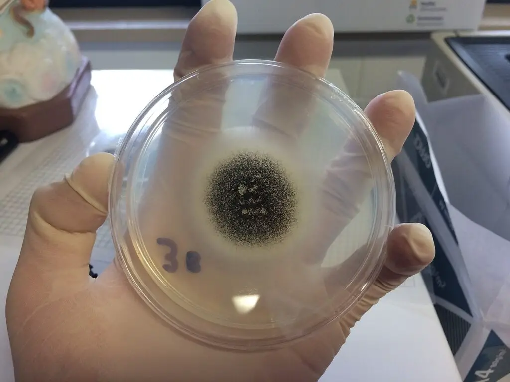 A. niger growing on potato dextrose agar