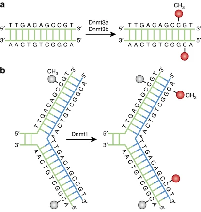 DNA Methylation - Definition, Mechanisms, Functions