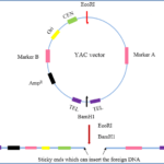 Yeast Artificial Chromosomes (YACs) - Definition, Structure, Construction, Uses