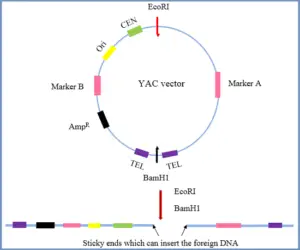 Yeast Artificial Chromosomes (YACs) – Definition, Structure, Construction, Uses