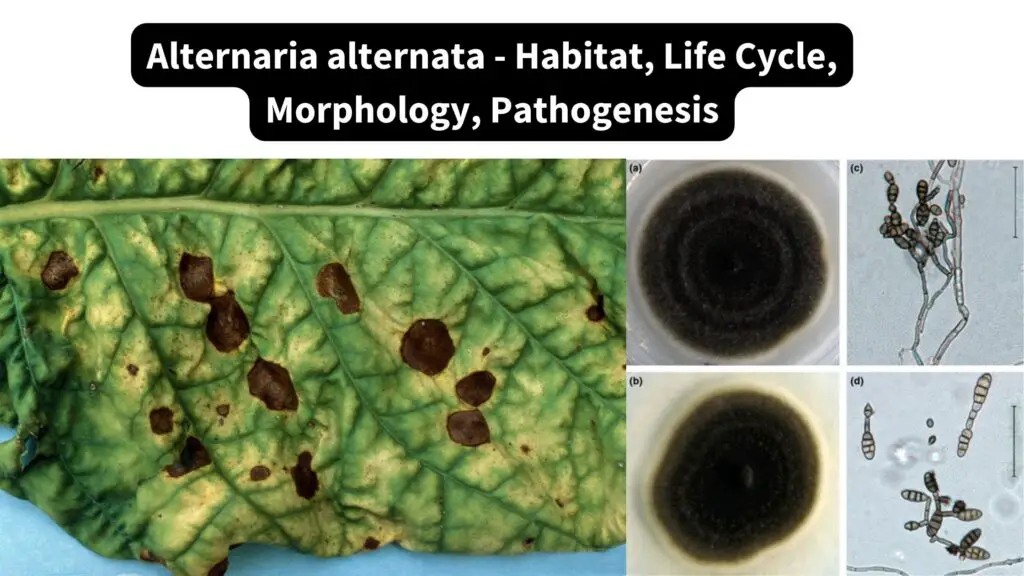 Alternaria alternata - Habitat, Life Cycle, Morphology, Pathogenesis ...