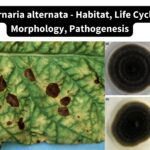 Alternaria alternata - Habitat, Life Cycle, Morphology, Pathogenesis