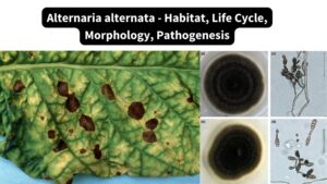 Alternaria alternata – Habitat, Life Cycle, Morphology, Pathogenesis