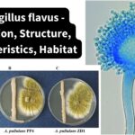 Aspergillus flavus - Definition, Structure, Characteristics, Habitat