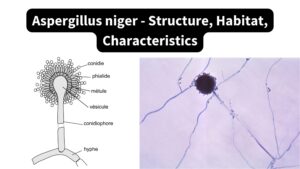 Aspergillus niger – Structure, Habitat, Characteristics
