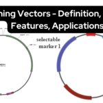 Cloning Vectors - Definition, Types, Features, Applications