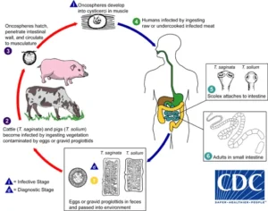 Taenia solium – Structure, Reproduction, Life Cycle, Characteristics