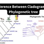 Difference Between Cladogram and Phylogenetic tree