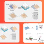 Difference Between Northern, Southern and Western Blotting