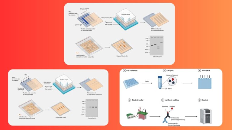 Difference Between Northern, Southern and Western Blotting