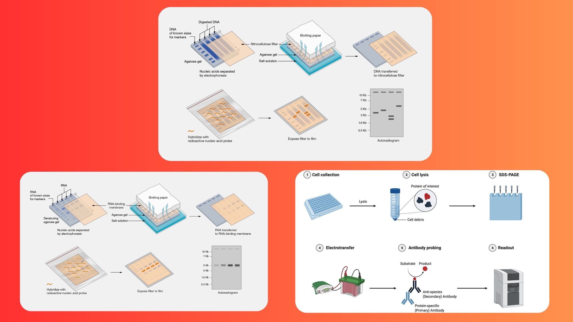 Difference Between Northern, Southern and Western Blotting