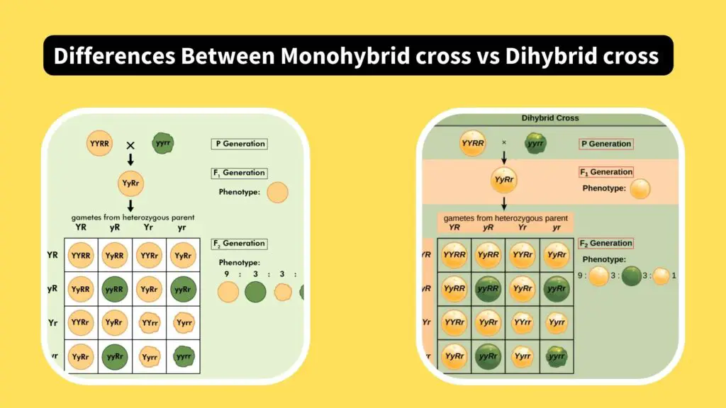 Differences Between Monohybrid cross vs Dihybrid cross - Biology Notes ...