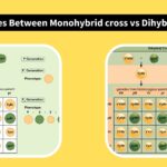 Differences Between Monohybrid cross vs Dihybrid cross
