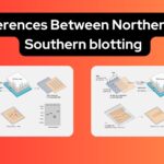 Differences Between Northern and Southern blotting - Northern blotting vs Southern blotting