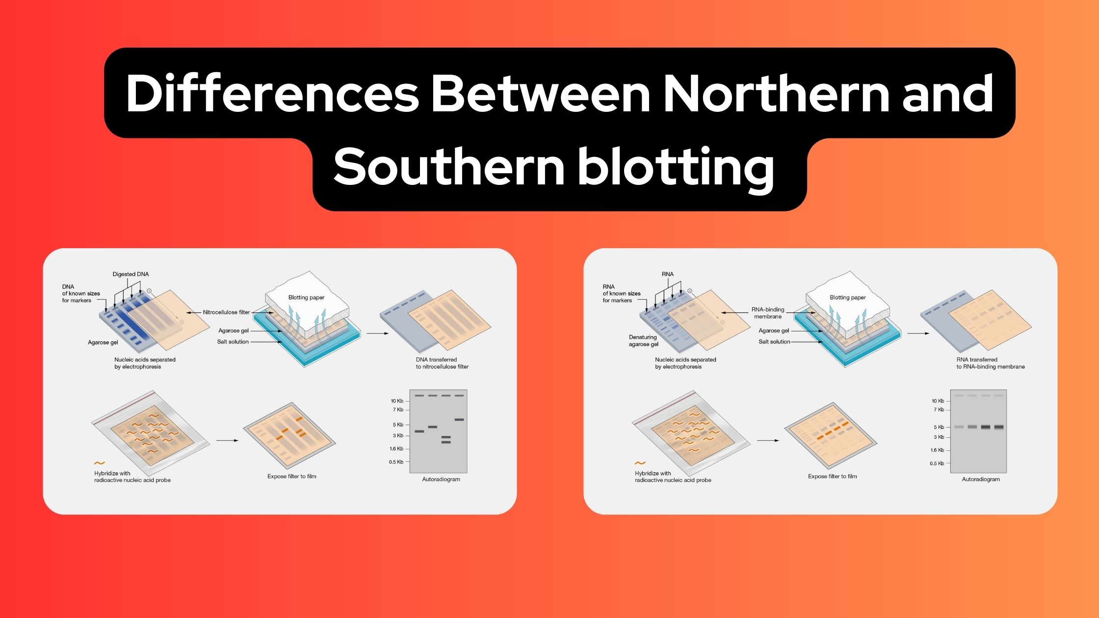 Differences Between Northern and Southern blotting - Northern blotting vs Southern blotting