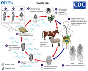 Life Cycle of Fasciola Hepatica