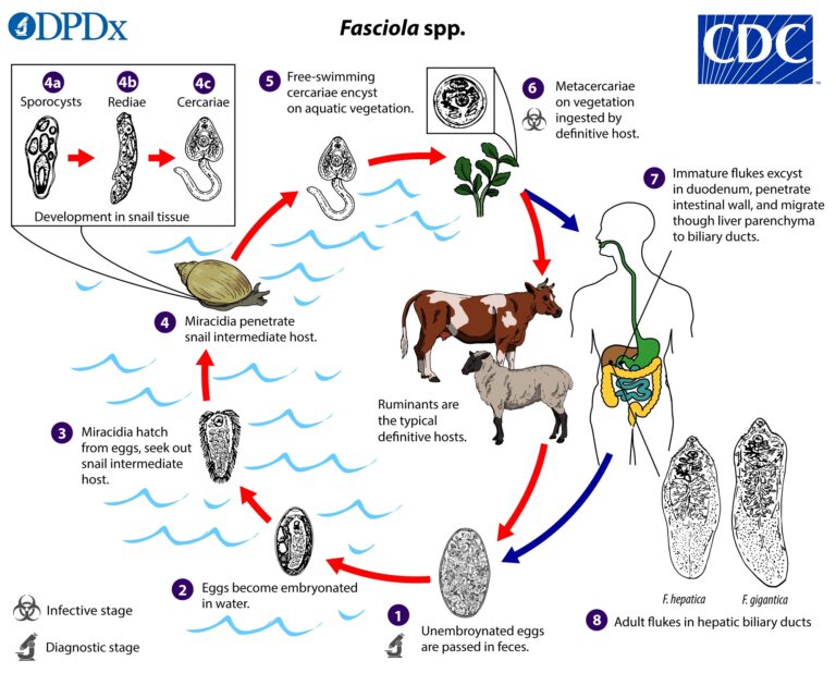 Fasciola hepatica - Definition, Structure, Reproducation, Life Cycle ...