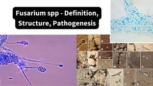 Fusarium spp – Definition, Structure, Pathogenesis
