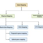 Gene Mapping - Definition, Types, Applications