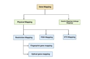 Gene Mapping – Definition, Types, Applications