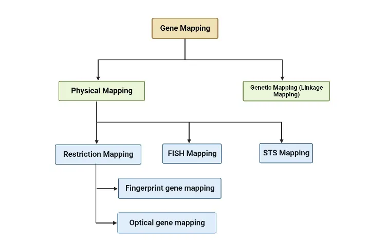 Gene Mapping - Definition, Types, Applications