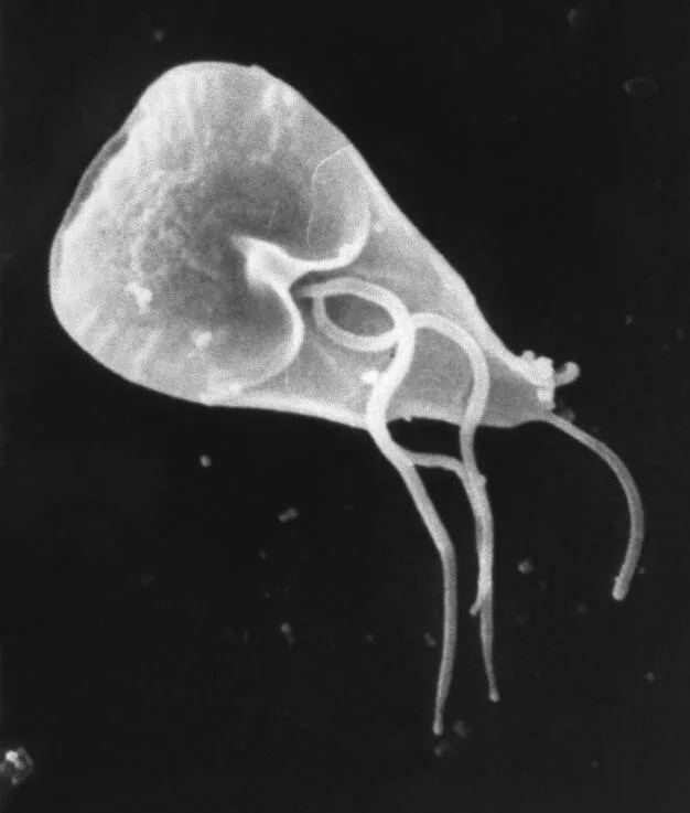 Giardia duodenalis
