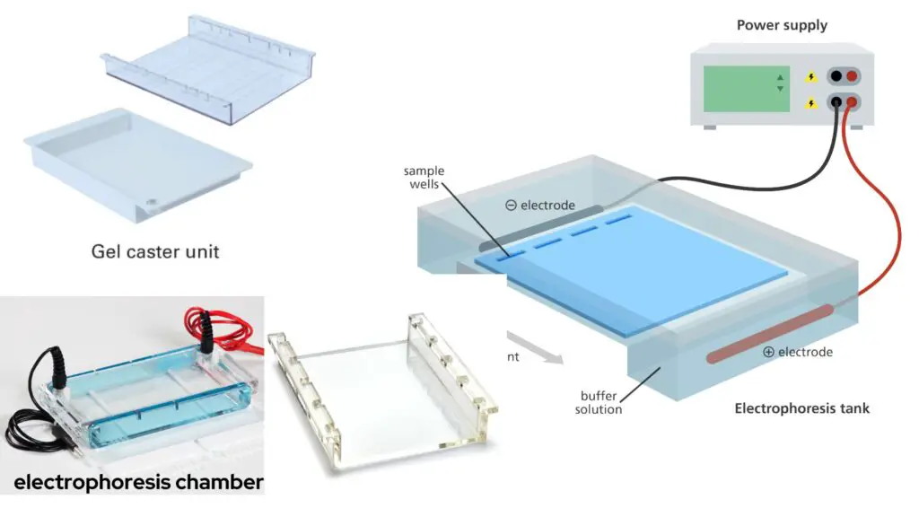 Kit Components of Agarose gel electrophoresis 